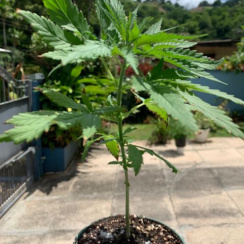 NO NAME growlog timeline photo