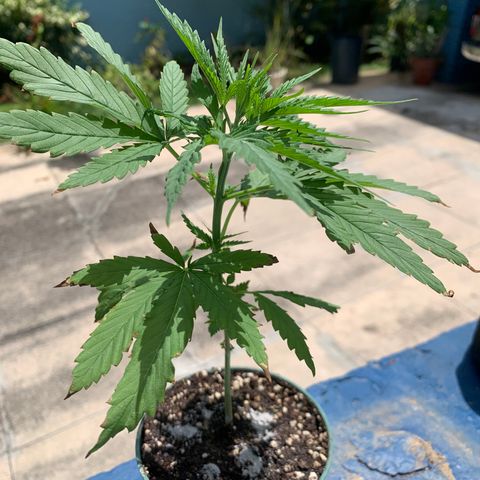NO NAME growlog timeline photo