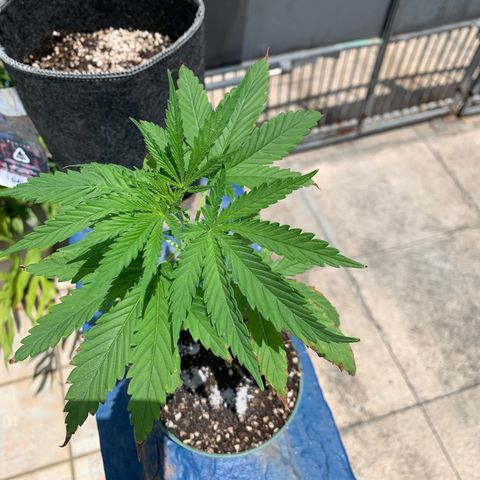NO NAME growlog timeline photo
