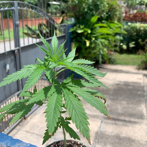 NO NAME growlog timeline photo