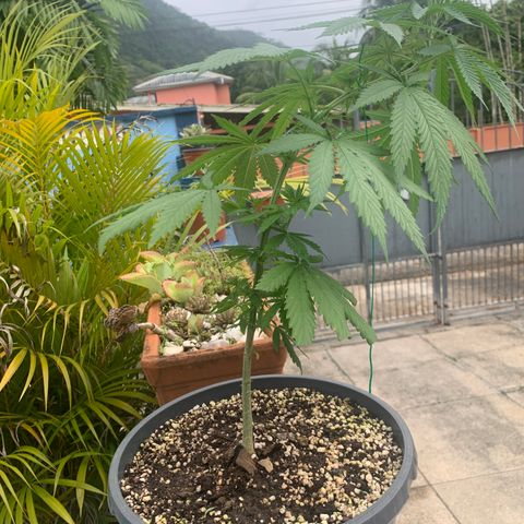 NO NAME growlog timeline photo