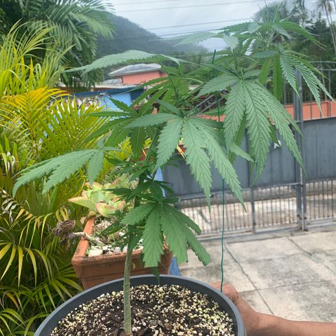 NO NAME growlog timeline photo