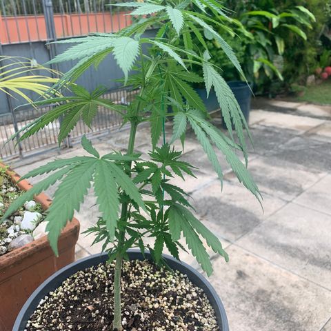 NO NAME growlog timeline photo
