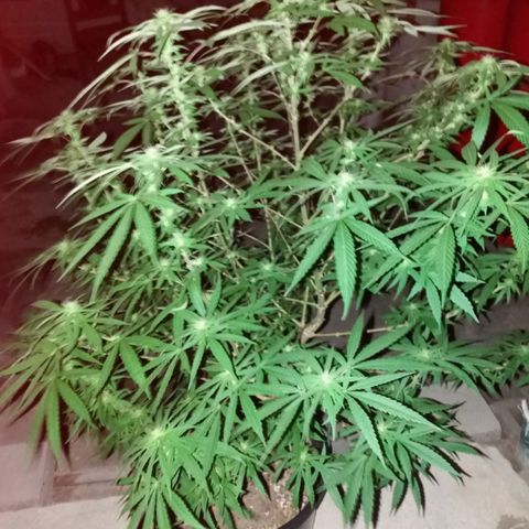 Bruce Marley #2 growlog timeline photo