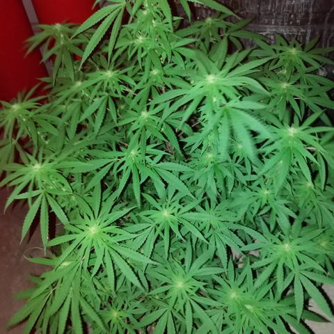 Bruce Marley #2 growlog timeline photo