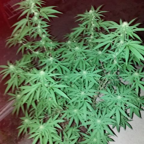 Bruce Marley #2 growlog timeline photo