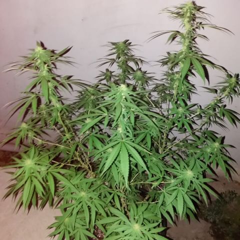 Bruce Marley #2 growlog timeline photo