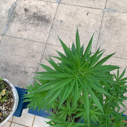 NO NAME growlog timeline photo