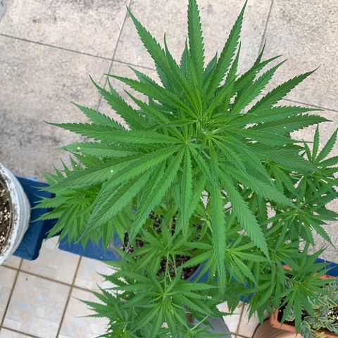NO NAME growlog timeline photo