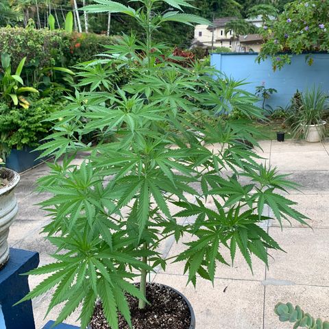 NO NAME growlog timeline photo