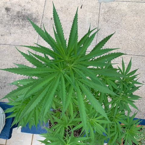 NO NAME growlog timeline photo