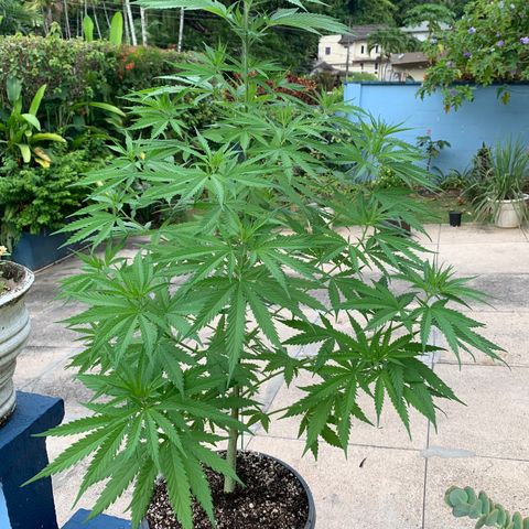 NO NAME growlog timeline photo