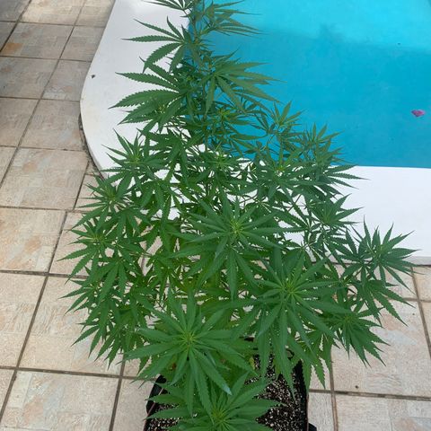 NO NAME growlog photo: Transplanted. 