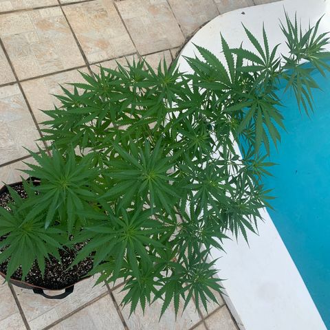 NO NAME growlog photo: Transplanted. 