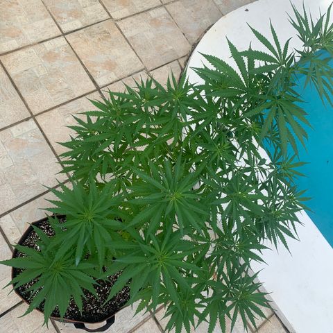 NO NAME growlog photo: Transplanted. 