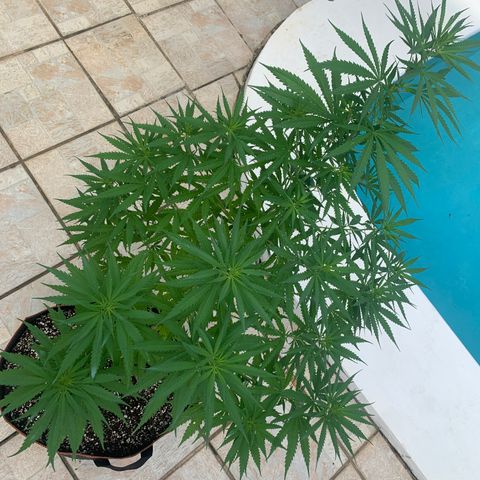 NO NAME growlog photo: Transplanted. 