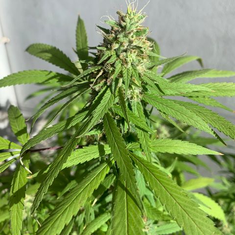 Bruce Marley #2 growlog photo: Flower saucy