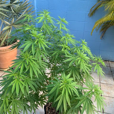 NO NAME growlog timeline photo