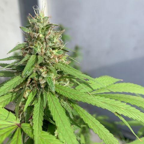 Bruce Marley #2 growlog photo: Flower saucy