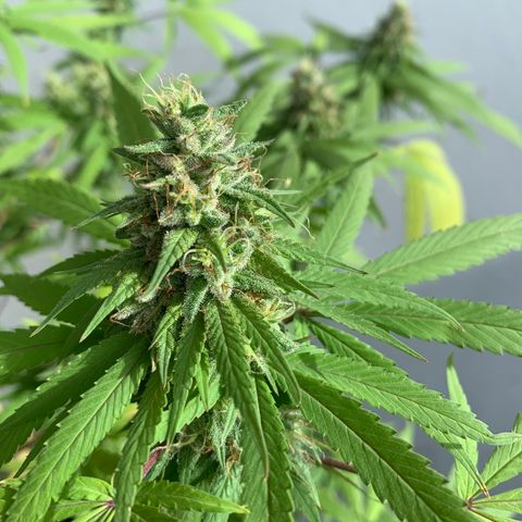 Bruce Marley #2 growlog photo: Flower saucy