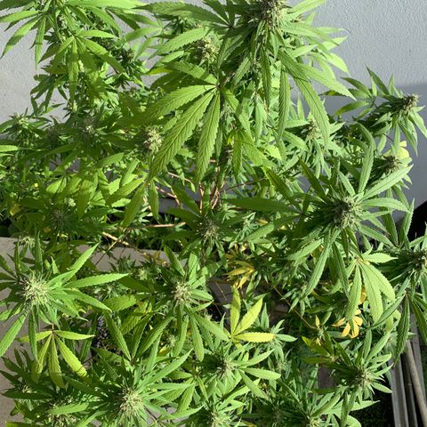 Bruce Marley #2 growlog photo: Flower saucy