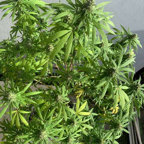 Bruce Marley #2 growlog photo: Flower saucy