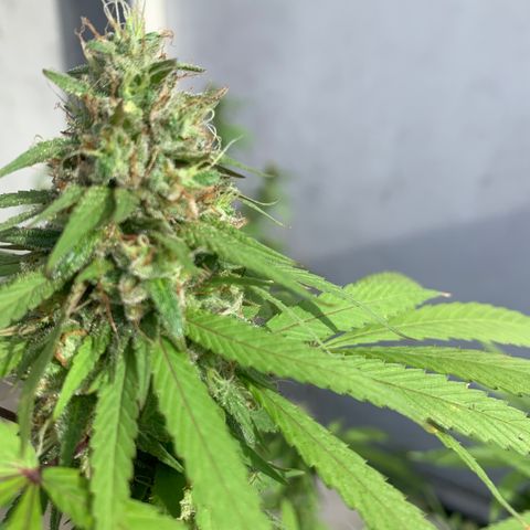 Bruce Marley #2 growlog photo: Flower saucy