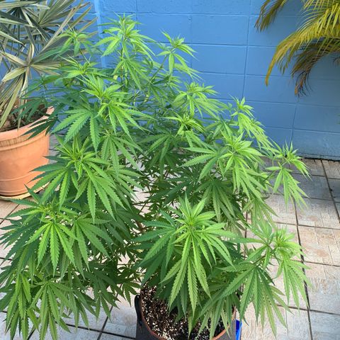 NO NAME growlog timeline photo