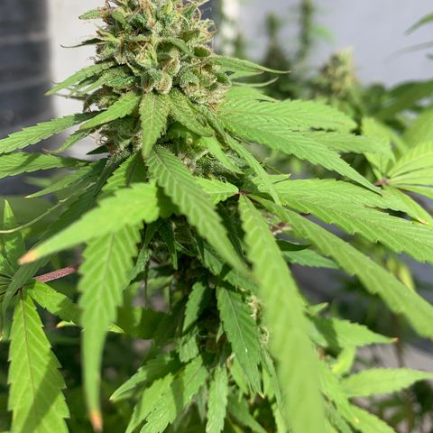 Bruce Marley #2 growlog photo: Flower saucy