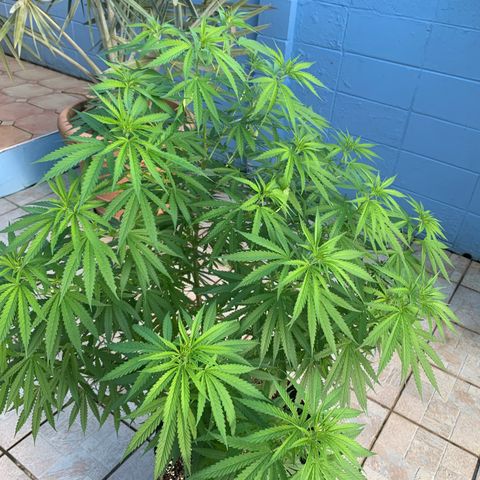 NO NAME growlog timeline photo