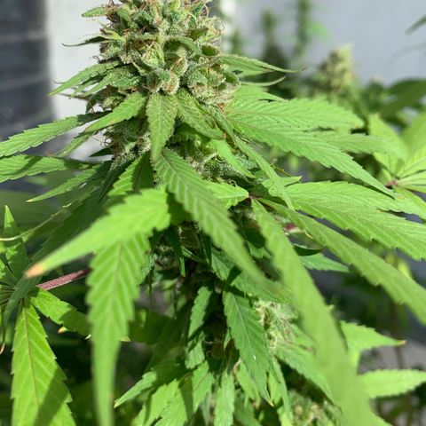 Bruce Marley #2 growlog photo: Flower saucy