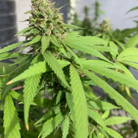 Bruce Marley #2 growlog photo: Flower saucy