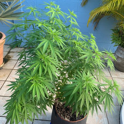 NO NAME growlog timeline photo