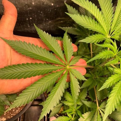 Bruce banger 3 growlog timeline photo