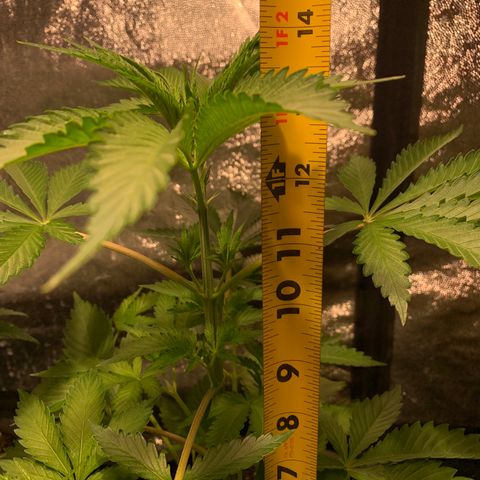 Bruce banger 3 growlog timeline photo