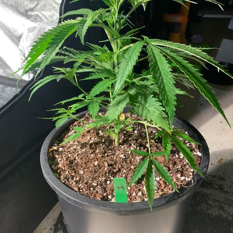 Bruce banger 1 growlog timeline photo