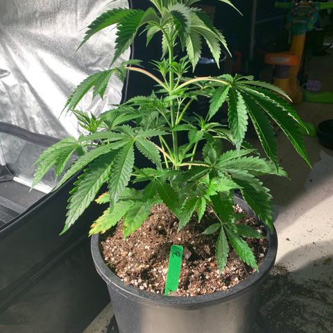 Bruce banger 3 growlog timeline photo