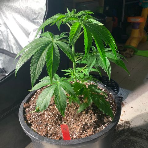 Redbeards cookies 2 growlog timeline photo