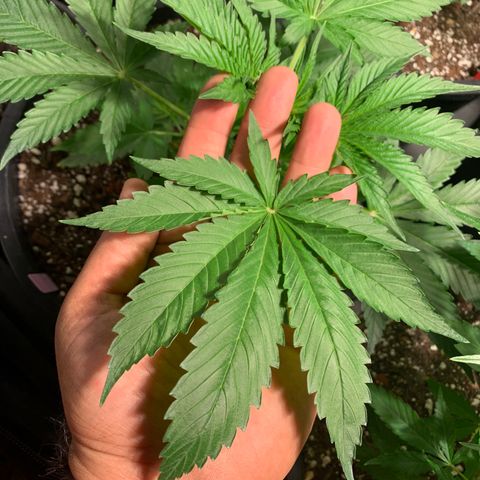 Wedding cake growlog timeline photo