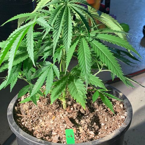 Bruce banger 1 growlog timeline photo