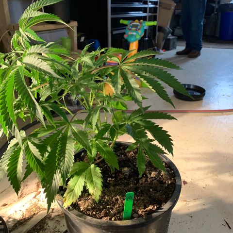 Bruce banger 3 growlog timeline photo