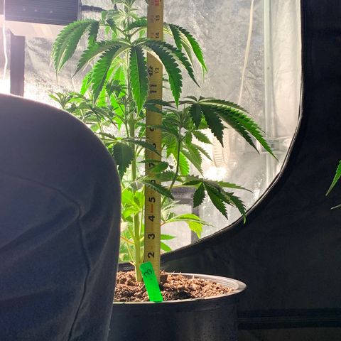 Bruce banger 3 growlog timeline photo