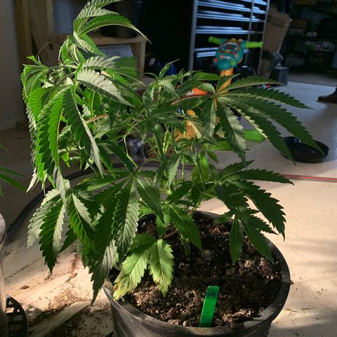 Bruce banger 3 growlog timeline photo