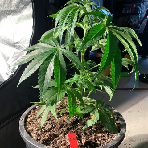 Redbeards cookies 2 growlog timeline photo