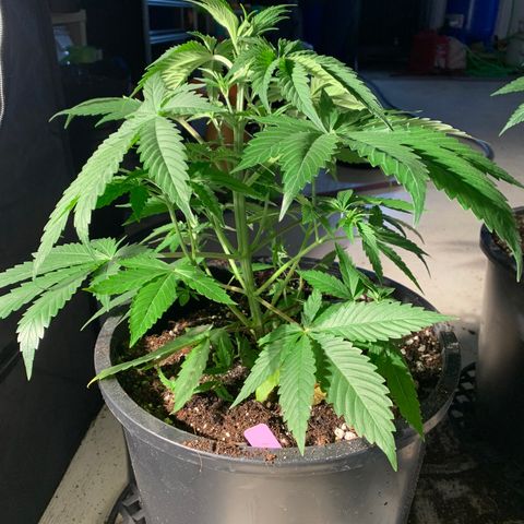 Wedding cake growlog timeline photo