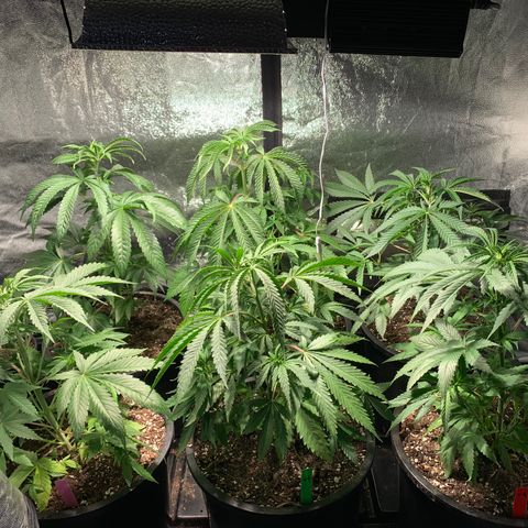 Bruce banger 1 growlog timeline photo