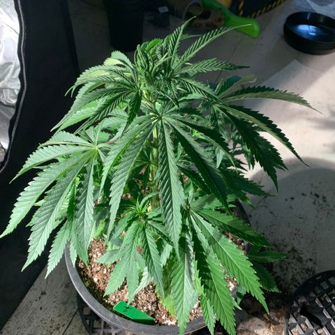 Bruce banger 1 growlog timeline photo