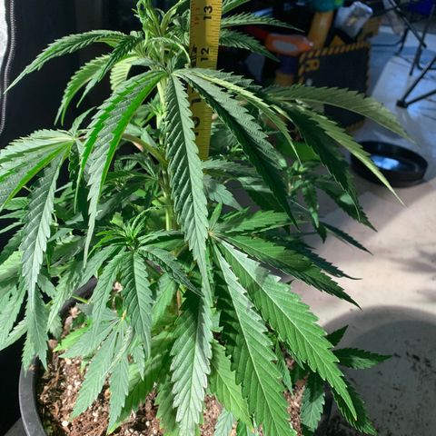 Bruce banger 1 growlog timeline photo