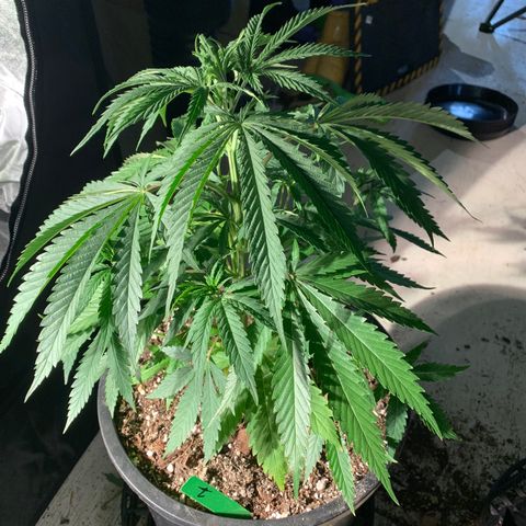 Bruce banger 1 growlog timeline photo
