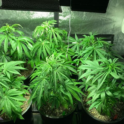 Bruce banger 3 growlog timeline photo
